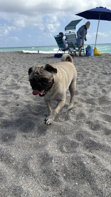 Dog on Beach