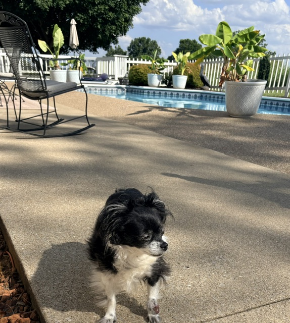 Dog by Pool