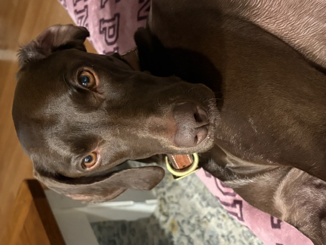 Dog