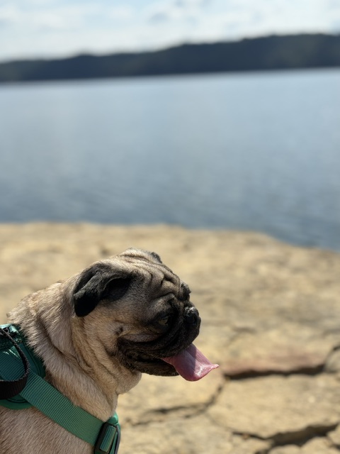 Dog on Hike