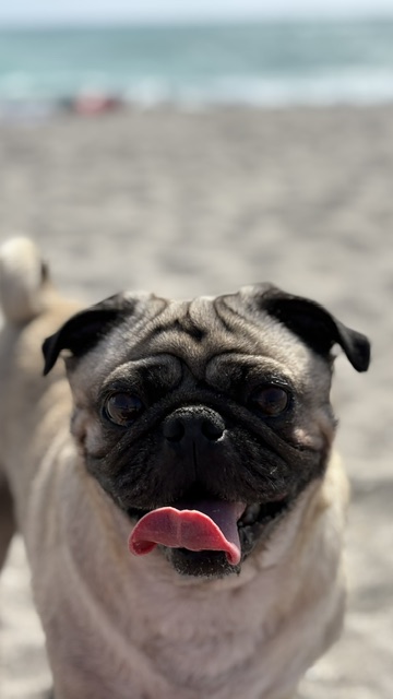 Winston the pug