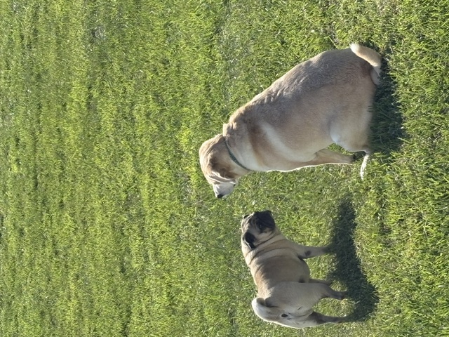 Dog in Grass